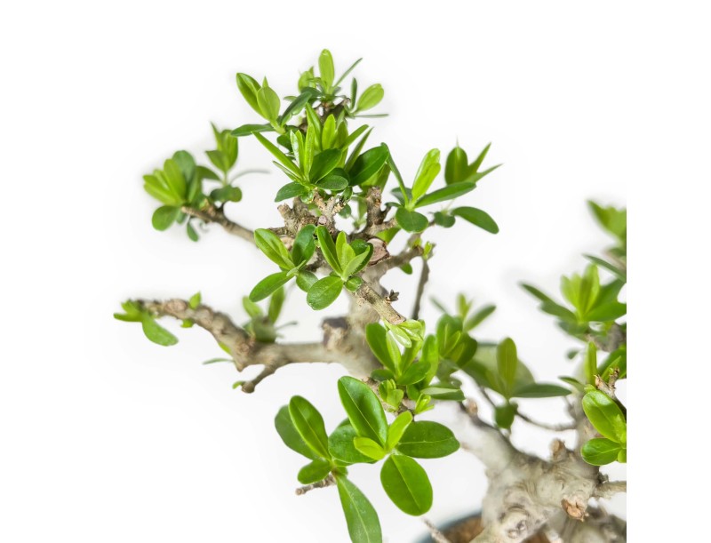 Ligustrum Obtusifolium - Troène - 22,5 cm