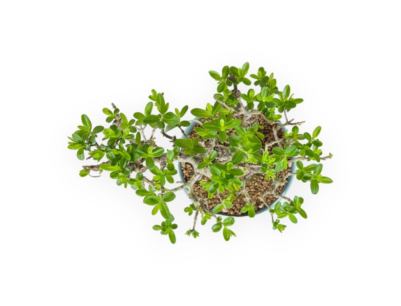 Ligustrum Obtusifolium - Privet - 22,5 cm