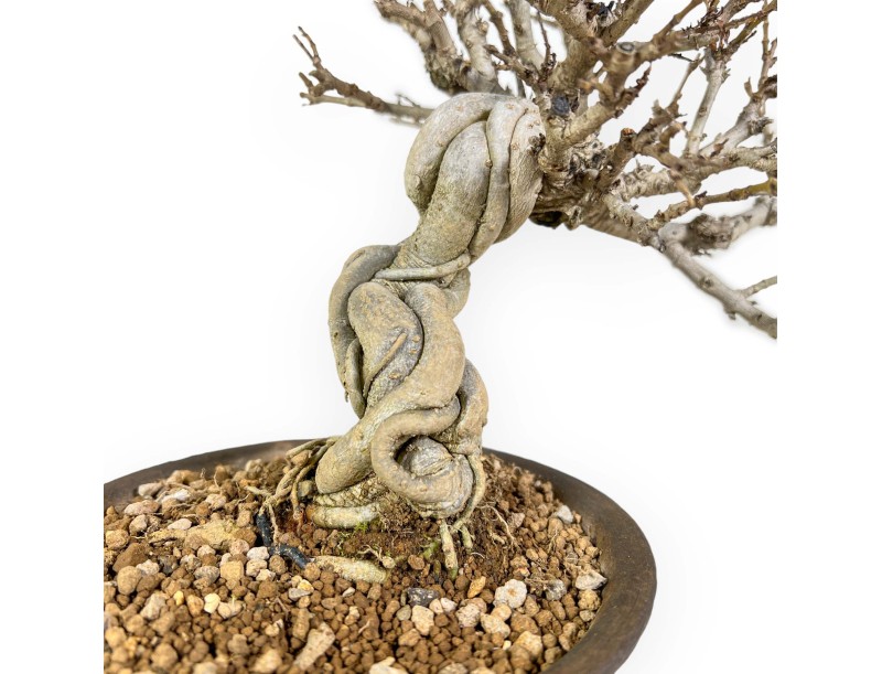 Adina Pilulifera - 23 cm
