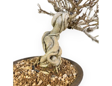 Adina Pilulifera - 23 cm
