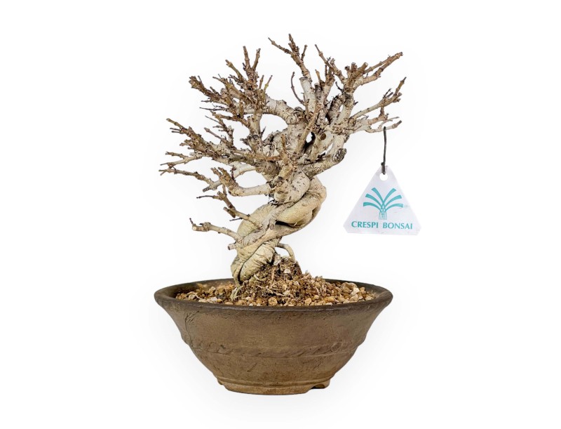 Adina Pilulifera - 23 cm