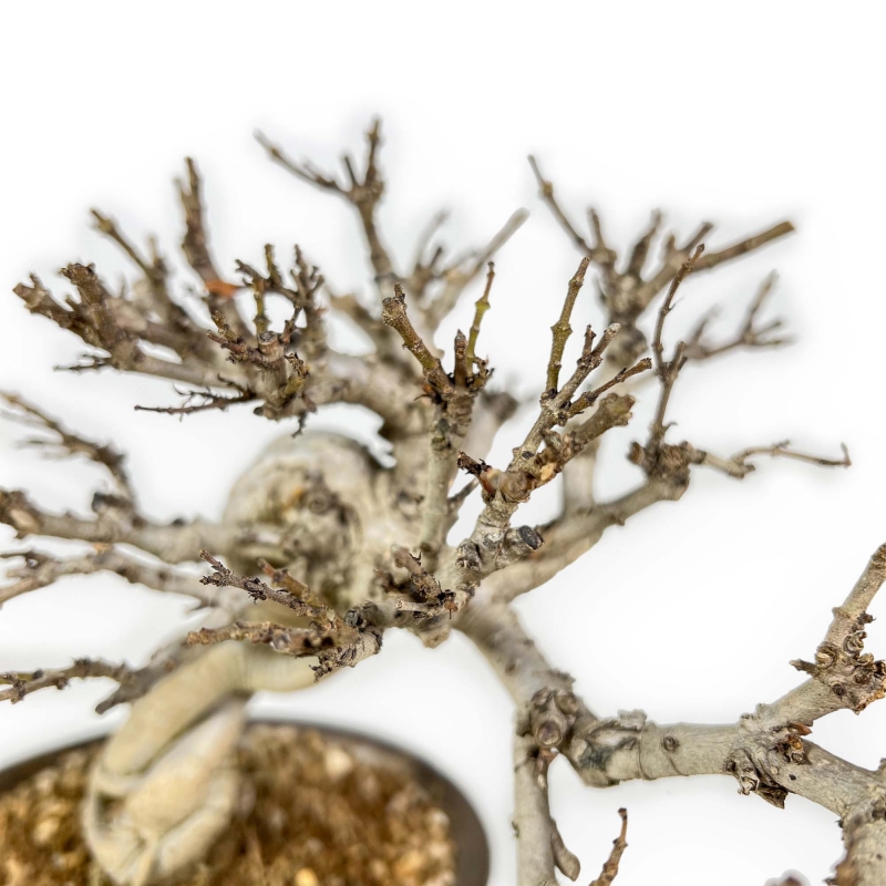 Adina Pilulifera - 23 cm