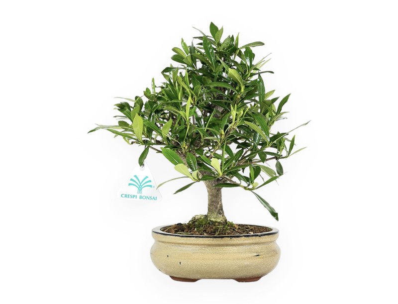 Gardenia jasminoides - Gardenia - 28 cm