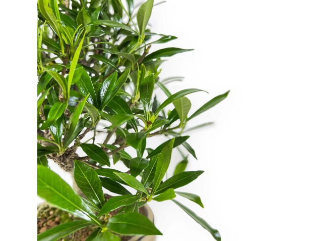 Gardenia Jasminoides - Gardenia - 28 cm 2
