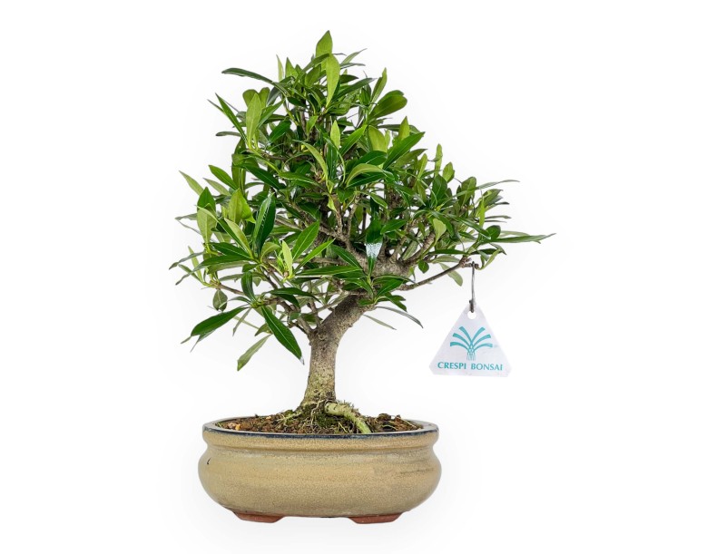 Gardenia jasminoides - Gardenia - 28 cm