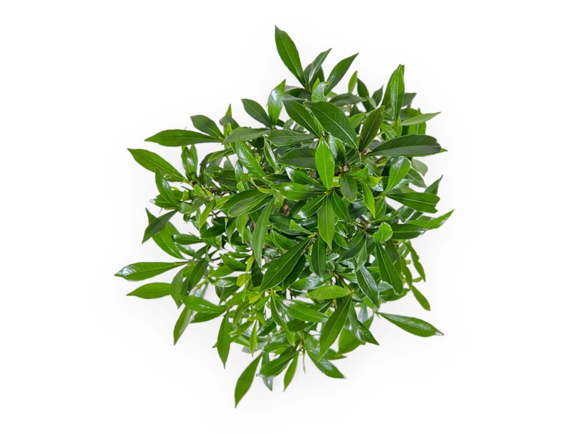 Gardenia jasminoides - Gardenia - 28 cm
