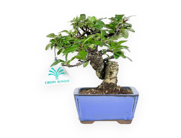 Pyracantha - 17 cm