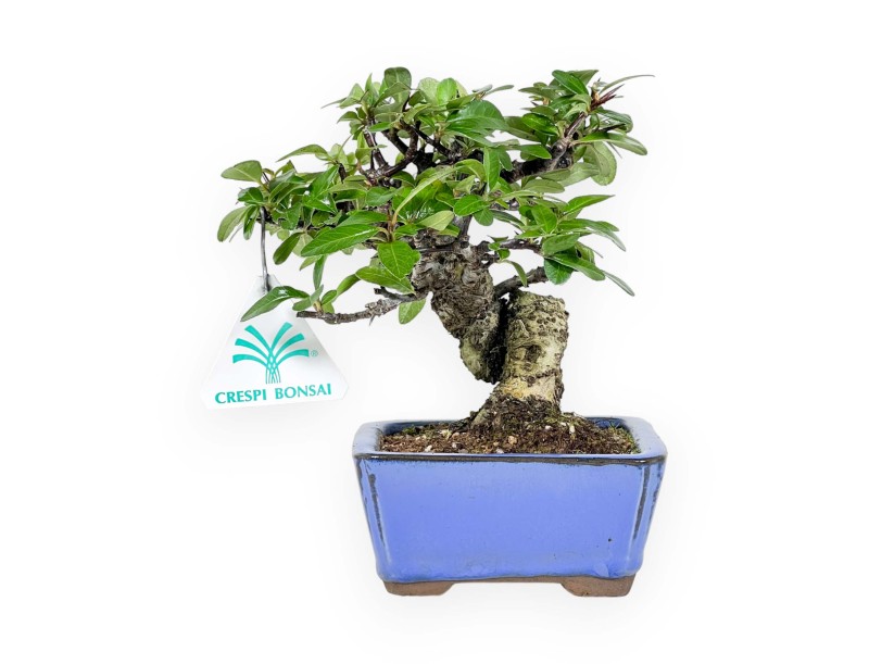 Pyracantha - 17 cm