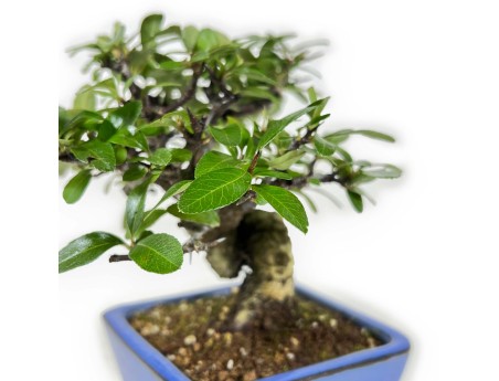 Pyracantha - 17 cm