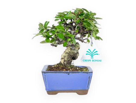 Pyracantha - 17 cm