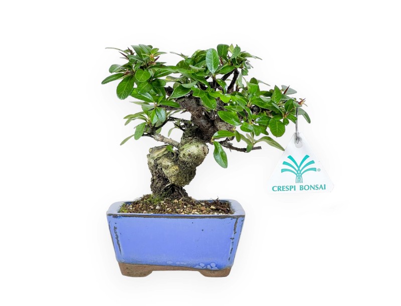 Pyracantha - 17 cm