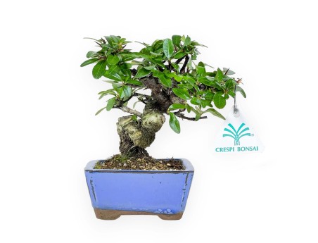 Pyracantha - 17 cm