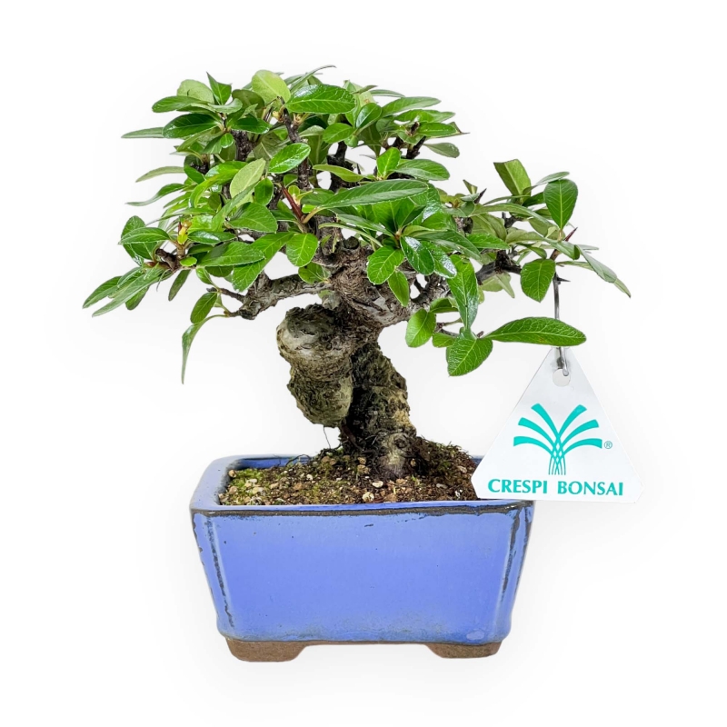 Pyracantha - 17 cm