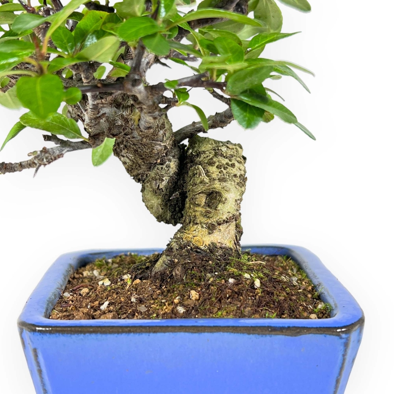 Pyracantha - 17 cm