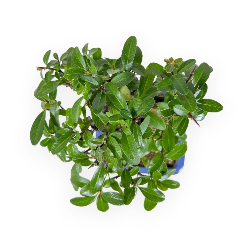 Pyracantha - 17 cm