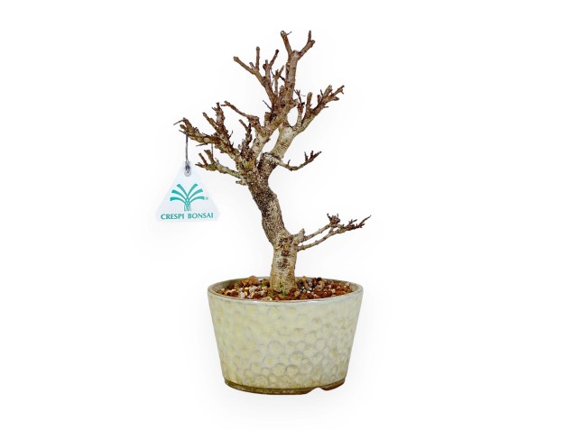 Adina Pilulifera - 27 cm 2