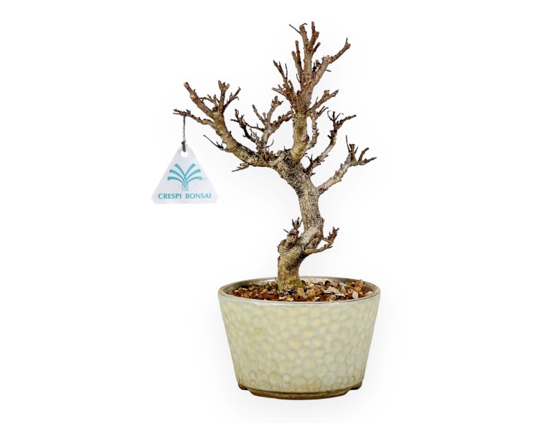 Adina Pilulifera - 27 cm