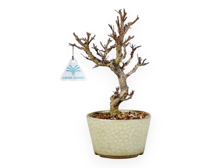 Adina Pilulifera - 27 cm