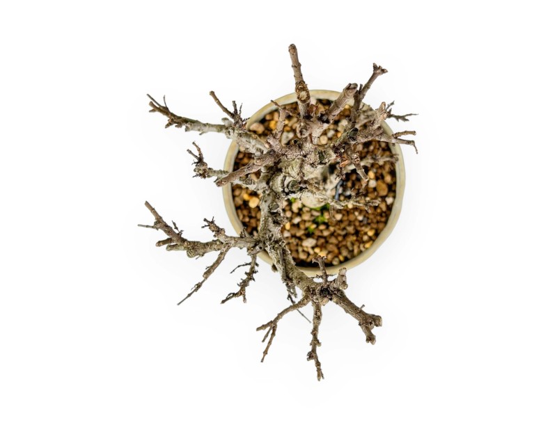 Adina Pilulifera - 27 cm