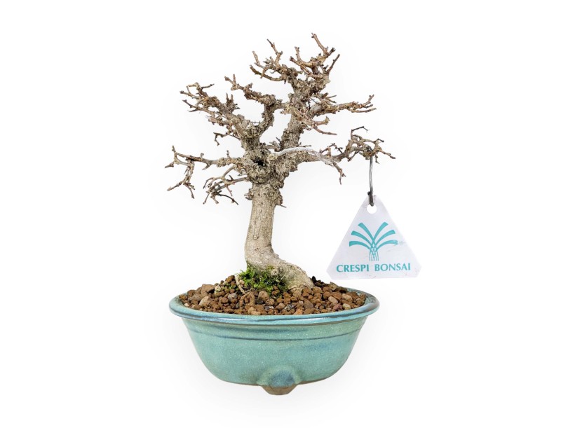 Zelkova Serrata - Elm - 18 cm