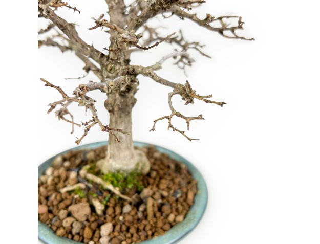 Zelkova Serrata - Iep - 18 cm 2