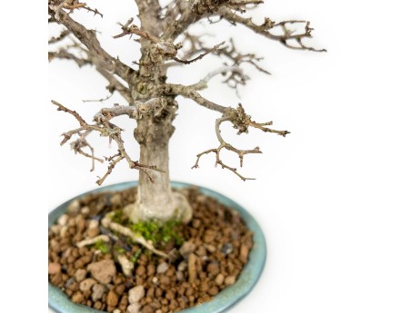 Zelkova Serrata - Elm - 18 cm