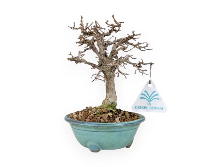 Zelkova Serrata - Ulme - 18 cm