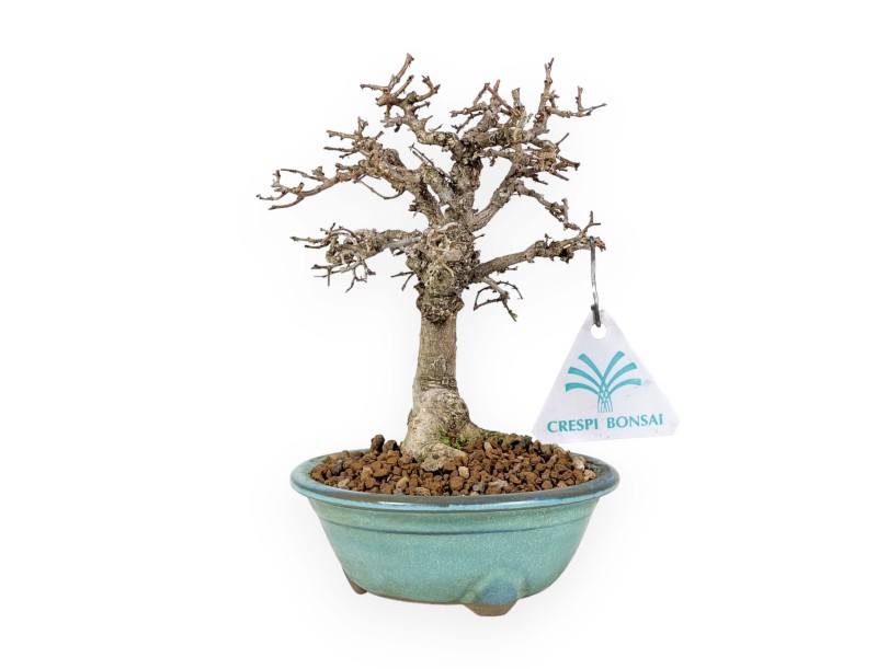 Zelkova Serrata - Olmo - 18 cm