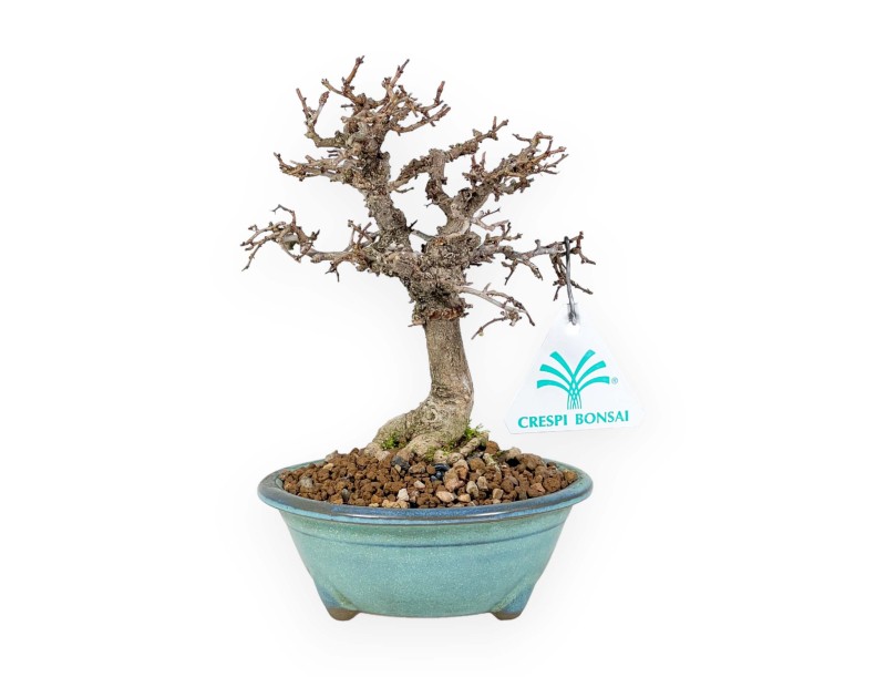 Zelkova Serrata - Orme - 18 cm