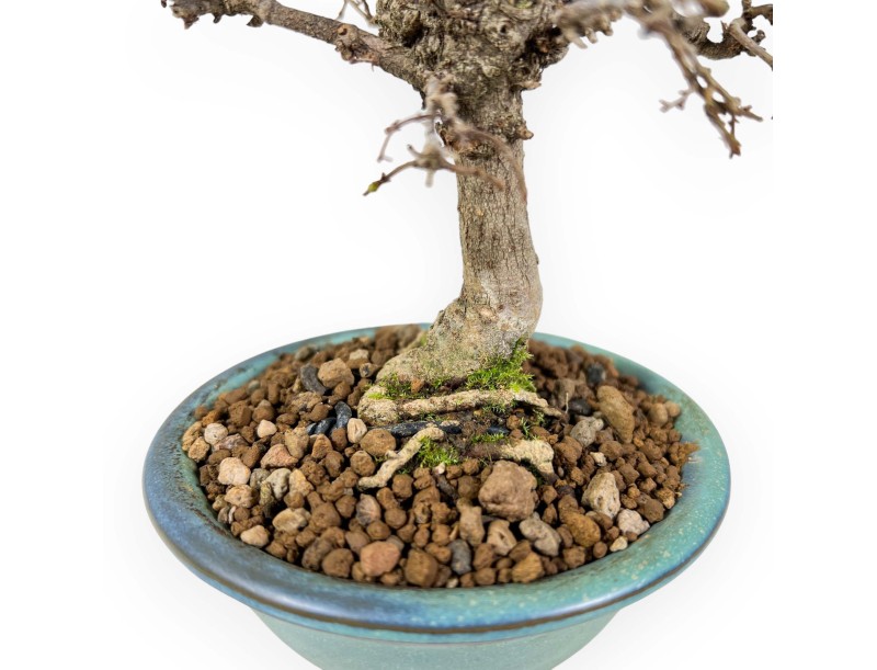Zelkova Serrata - Orme - 18 cm