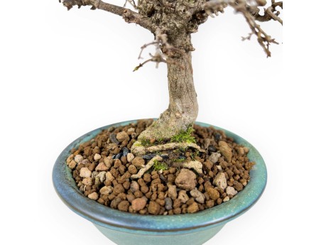 Zelkova Serrata - Orme - 18 cm