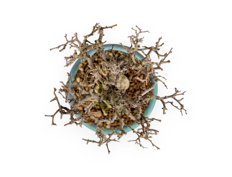 Zelkova Serrata - Ulme - 18 cm