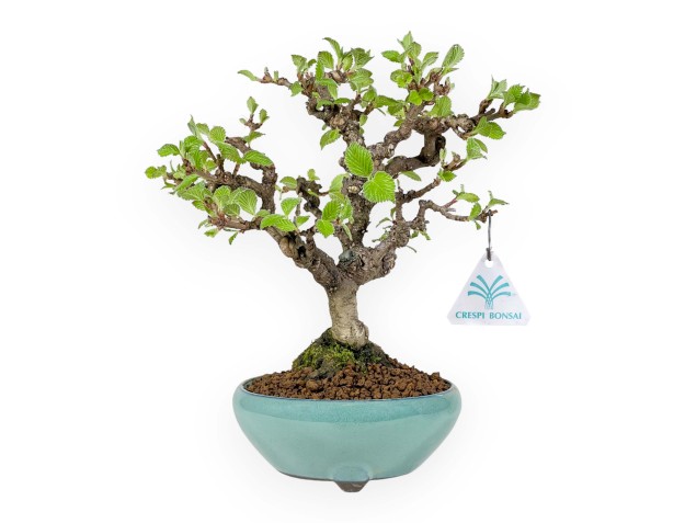 Viburnum dilatatum - Viburno - 25 cm