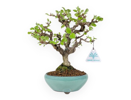 Viburnum dilatatum - Viburno - 25 cm