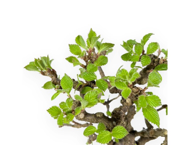 Viburnum Dilatatum - Viburnum - 25 cm 2