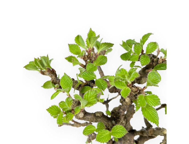 Viburnum dilatatum - Viburno - 25 cm