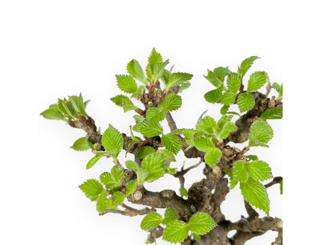 Viburnum dilatatum - Viburno - 25 cm