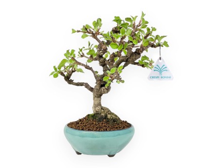 Viburnum dilatatum - Viburno - 25 cm