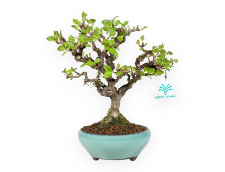 Viburnum Dilatatum - Viorne - 25 cm