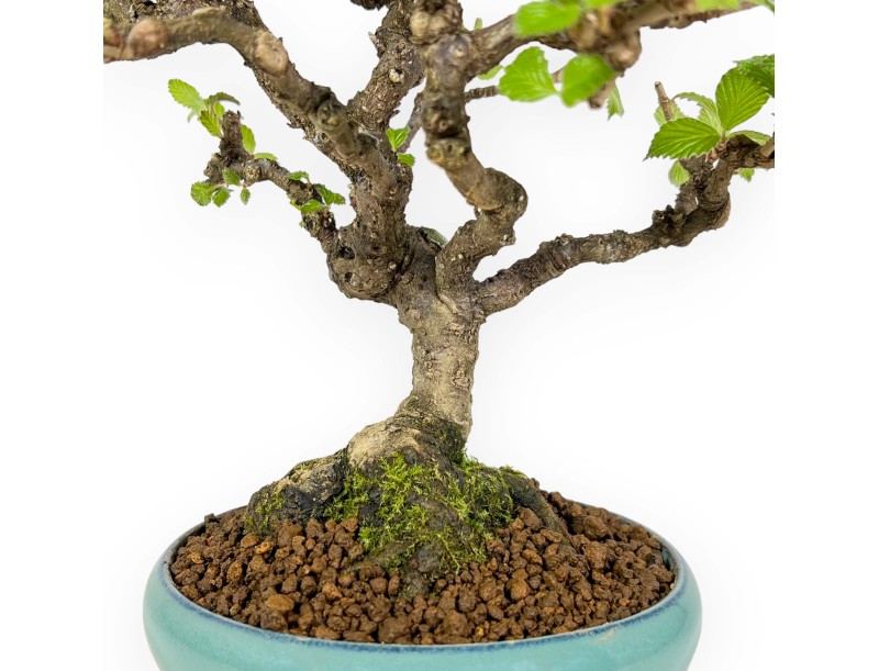 Viburnum Dilatatum - Viorne - 25 cm