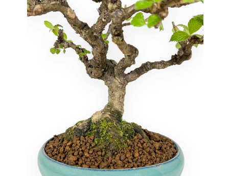 Viburnum dilatatum - Viburno - 25 cm