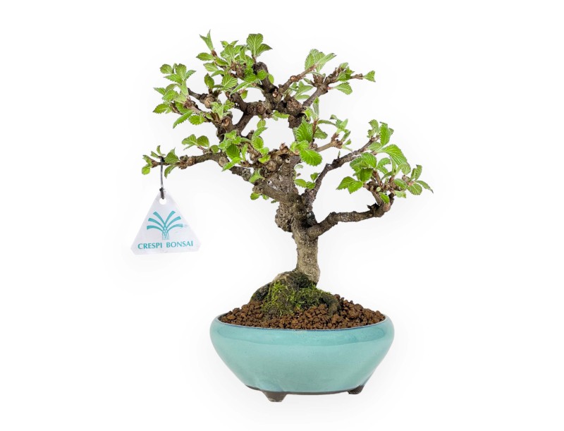 Viburnum dilatatum - Viburno - 25 cm