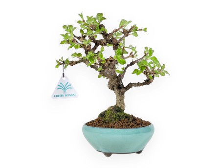 Viburnum Dilatatum - Viorne - 25 cm