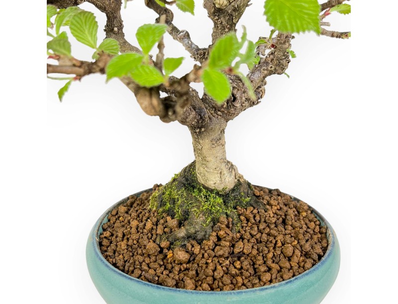 Viburnum dilatatum - Viburno - 25 cm