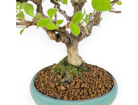 Viburnum dilatatum - Viburno - 25 cm