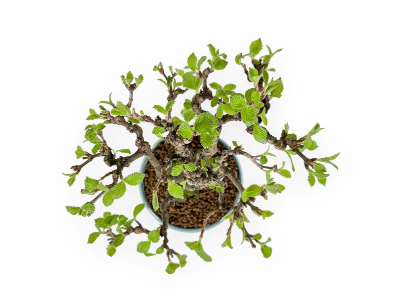 Viburnum Dilatatum - Viorne - 25 cm