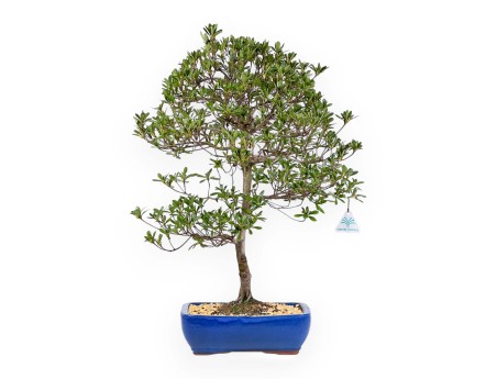 Rhododendron Indicum Shironanbanishiki – Azalee – 62 cm