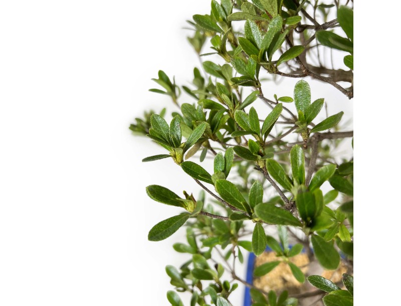 Rhododendron Indicum Shironanbanishiki – Azalee – 62 cm