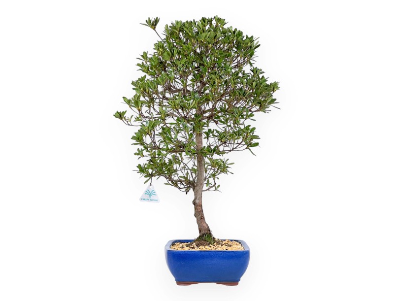 Rhododendron Indicum Shironanbanishiki – Azalee – 62 cm
