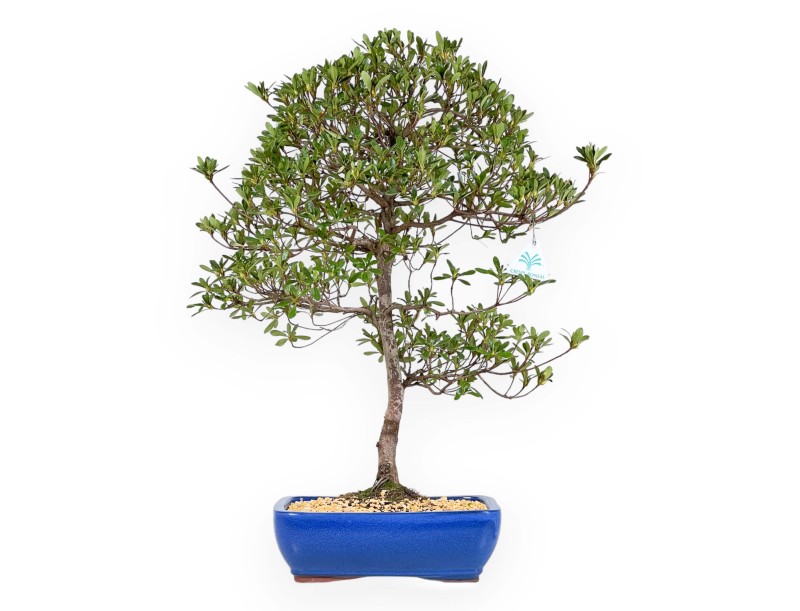 Rhododendron Indicum Shironanbanishiki - Azalea - 62 cm
